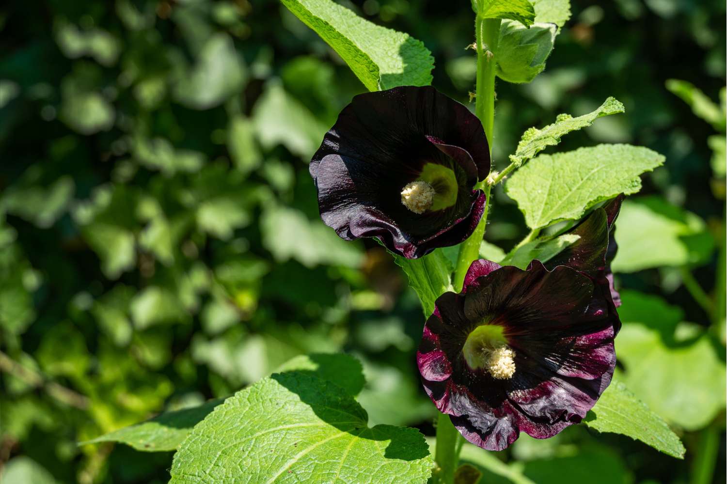 Salkoruusu 'Nigra'